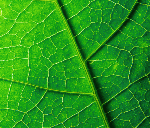 ЭКОЛОГИЧЕСКАЯ КАТЕГОРИЯ